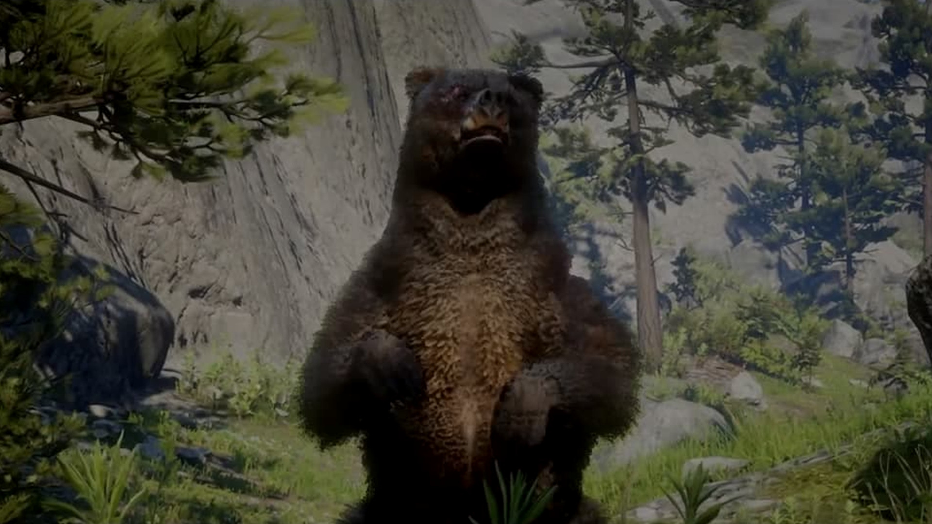 один из медведей, на которых можно охотиться в RDR2