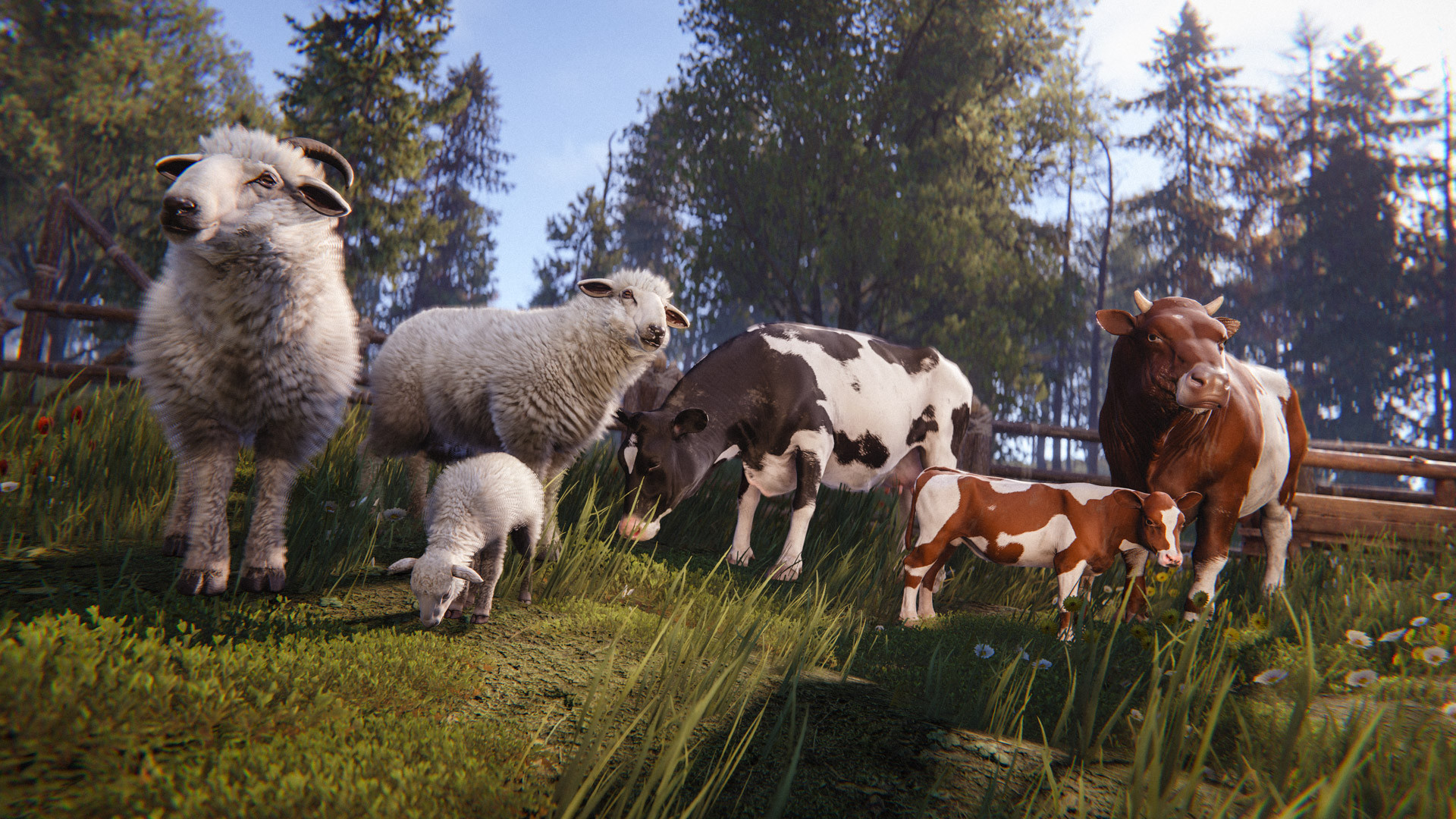 Овцы и коровы