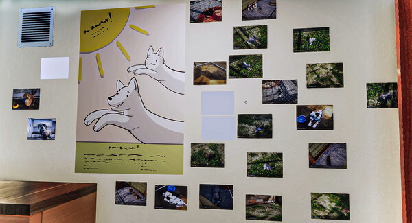 Игра Animal Shelter, скриншот