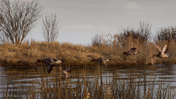 Игра BULT: Hunting simulator, скриншот