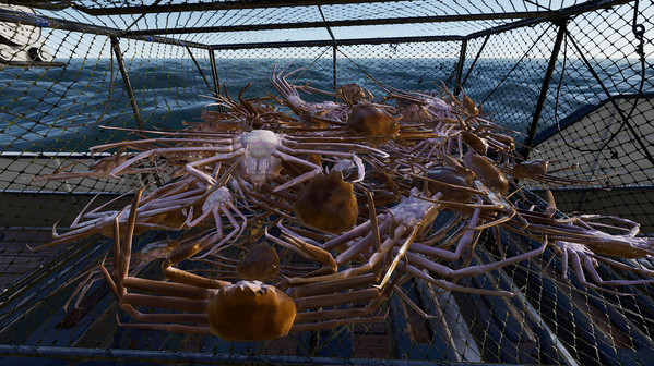 Игра Fishing: North Atlantic, скриншот