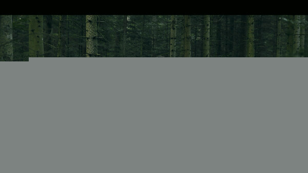 Игра Heart of the Forest, скриншот