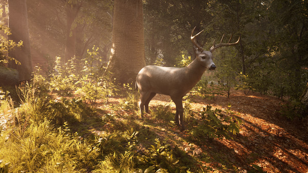 Игра Morels: The Hunt, скриншот