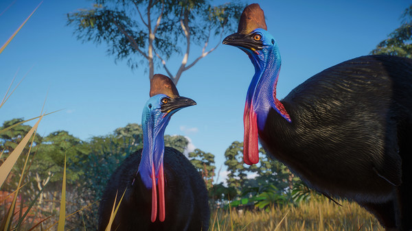 Игра Planet Zoo: Australia Pack, скриншот