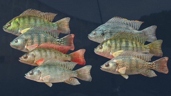 Игра Ultimate Fishing Simulator - Kariba Dam DLC, скриншот